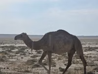 ラクダ（ロット、性別未指定）, Anafi camel — 写真 3
