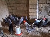 Chickens — photo 3