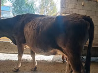 Vache, Race Alatauskaya — photo 4