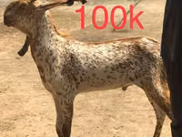 Cabras (lote, sexo no especificado), Najdi goat — foto 2