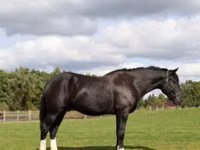 Cheval, Percheron — photo 5