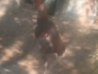 Malay Game — photo 1
