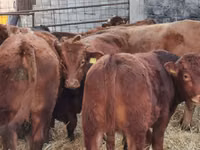 Rinder (Partie, Geschlecht nicht angegeben), Limousin-Kuh — Foto 2