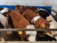 雄牛, Simmental cattle — 写真 2