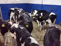 सांड, Russian Black pied cattle — फ़ोटो 4