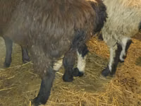 मेढ़ा, Qashqai sheep — फ़ोटो 2