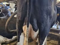 Cow, Holstein breed — photo 7