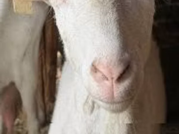 نعجة, الأغنام