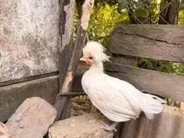 Polaca
