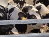 雄牛, Russian Black pied cattle — 写真 4