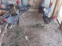 स्लोवेनियन बैर्ड हेन — फ़ोटो 5