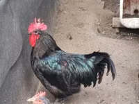 Australorp — Foto 1