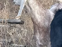 Chèvre, Beetal goats — photo 1