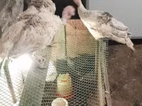 Turkeys — Foto 3