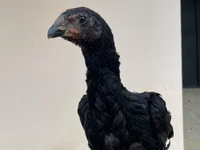 Shamo chickens — photo 2