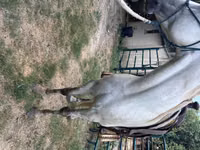 Caballo, Missouri foxtrotter — foto 4