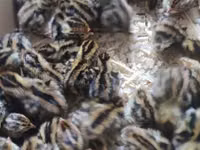 Quails — الصورة 3