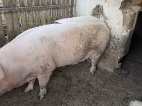 मादा सूअर, 