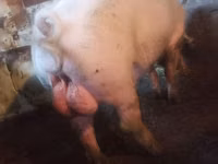 Babi jantan — foto 1