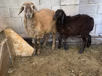 Carnero, Small-tailed Han sheep — foto 1