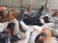 Chickens — الصورة 3
