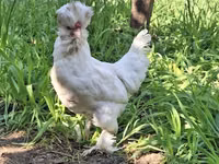 Chickens — الصورة 1
