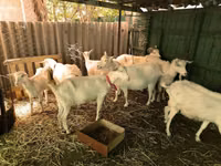 Cabro, Saanen goat — foto 1