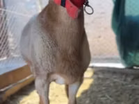 Carnero, Rhon sheep — foto 4