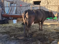 Vache, Swedish red cattle — photo 2
