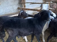 Domba jantan, Sheep — foto 1