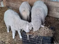公羊, Sheep — 照片 2