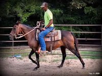 Yegua, Quarter Horse — foto 6