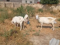 Cabra, Saanen goat — foto 6