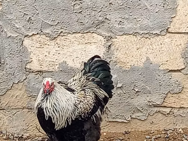 Brahma