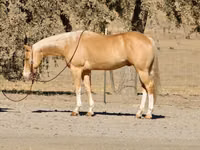 Caballo, Quarter Horse — foto 1