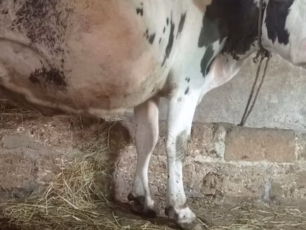Rinder (Partie, Geschlecht nicht angegeben), Russian Black pied cattle
