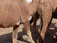 Camellos (lote, sexo no especificado), Kazakh Bactrian camel — foto 2