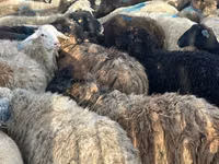 Schaf, Schafe — Foto 1