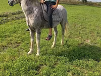 Cheval, Azerbaijan horse — photo 2