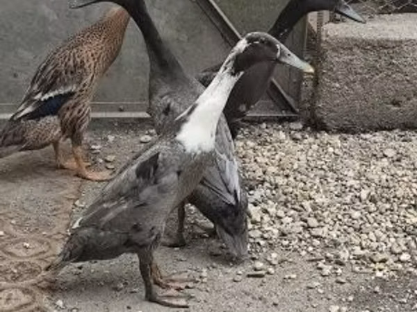 إنديان رانر