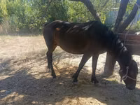 Yegua, Kyrgyz Horse — foto 1