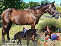 Caballo, Percheron — foto 1