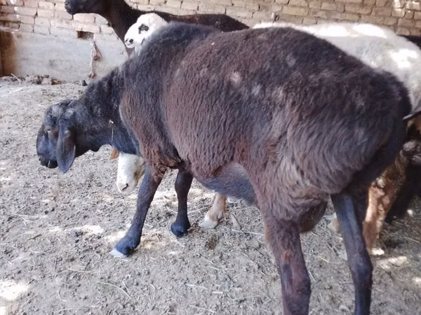 Kambing jantan, Goats