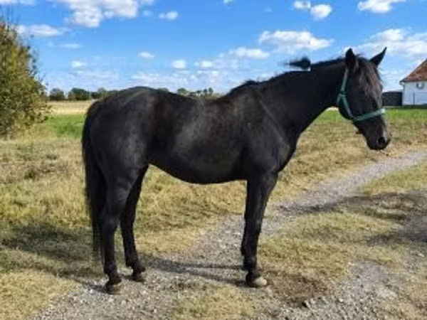 Yegua, Caballos