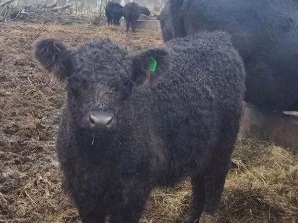 母牛, Galloway cow