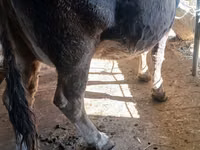 Vache, Race Alatauskaya — photo 2