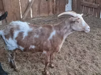 Goat, Goats — photo 3