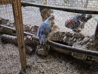 Chickens — 写真 2