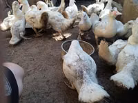 Ducks — Foto 4
