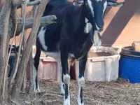 Cabra, Toggenburg goat — foto 3